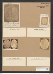 Orthoneis punctatissima (Grev.) Lagerst. (de-Toni-Nr.: Genus 41, Species 1910) Zeichnungen Sammlung Grunow Nr. 3791 (NHMW-BOT-W0371465)